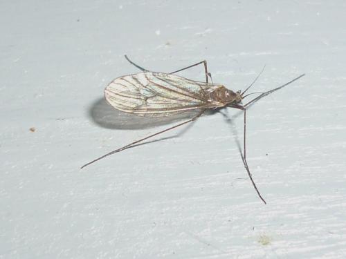 Trichocera annulata